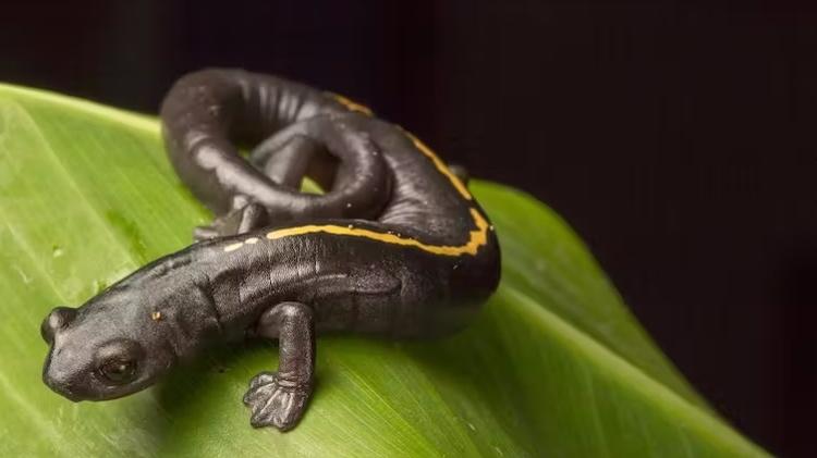 Bolitoglossa mulleri, da Guatemala, é uma das muitas espécies vulneráveis de salamandra. Três em cada cinco espécies de salamandras estão ameaçadas de extinção