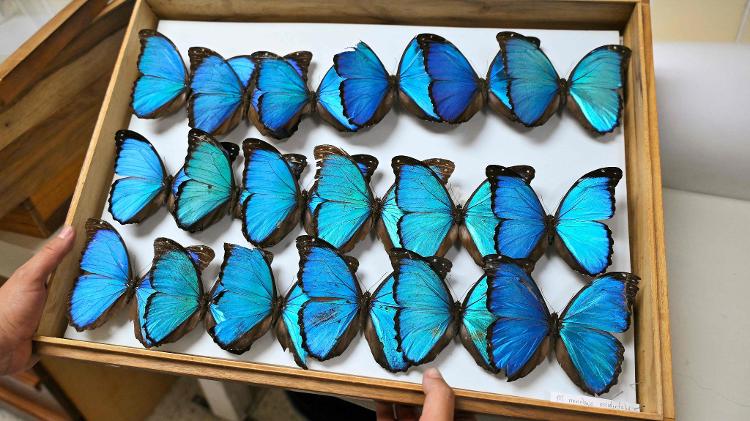 Bióloga Maria Fernanda Checa carrega caixa com borboletas embalsamadas na Universidade Católica de Quito