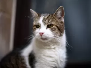 Gato mais famoso da política britânica tem rival russo e plano para funeral