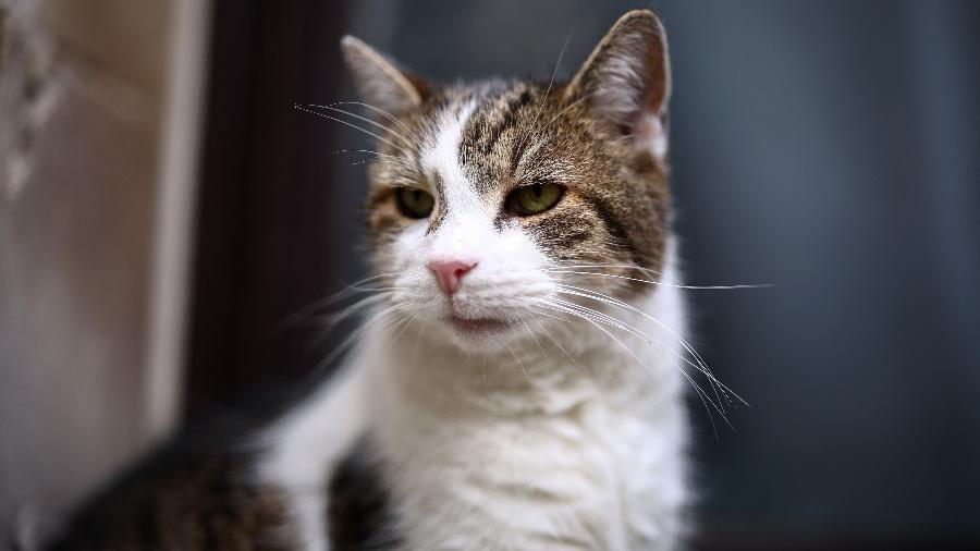 Larry, o gato de Downing Street que acompanha as mudanças políticas do Reino Unido desde 2011