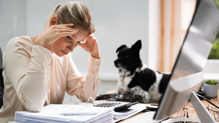 Cães conseguem distinguir sinais de estresse com base apenas no olfato Cães conseguem distinguir sinais de estresse com base apenas no olfato