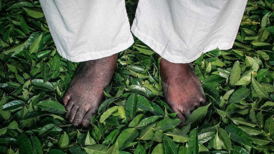 Pés de Pai Duda de Candola pisam as folhas das matas sagradas do Ilê Axé Icimimó Aganju Didê, em Cachoeira (BA) Pés de Pai Duda de Candola pisam as folhas das matas sagradas do Ilê Axé Icimimó Aganju Didê, em Cachoeira (BA)