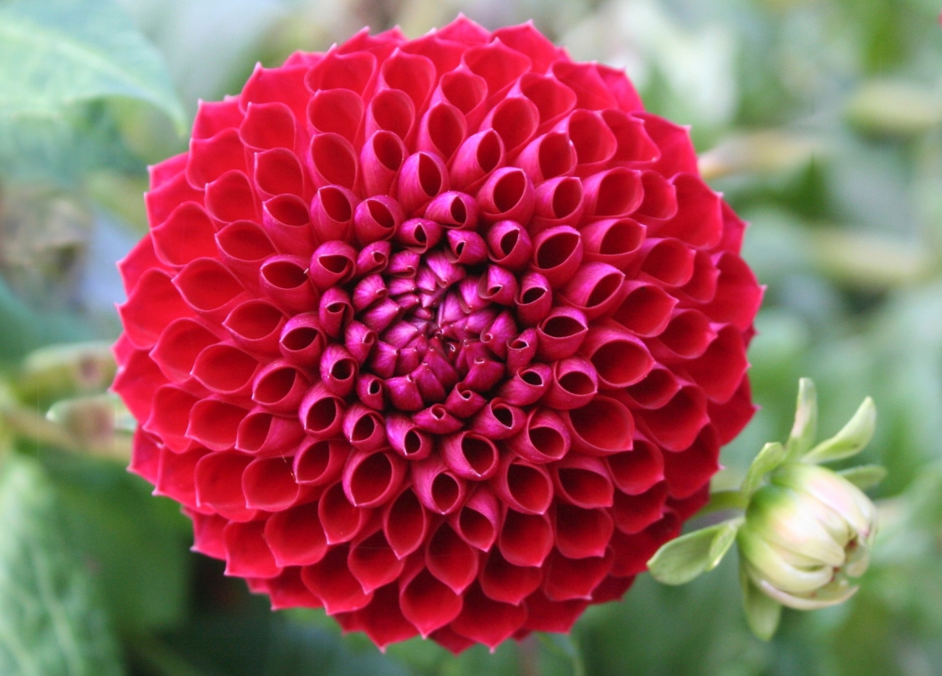 Dália pompom: a flor híbrida da dália (Dahlia pinnata) surpreende por sua aparência fofinha que lembra um pompom. Com floração normalmente no verão, a espécie pode ser usada em áreas verdes ou como flor de corte. Para cultivá-la em casa, você vai precisar de um solo bem drenado e rico em matéria orgânica - Getty Images