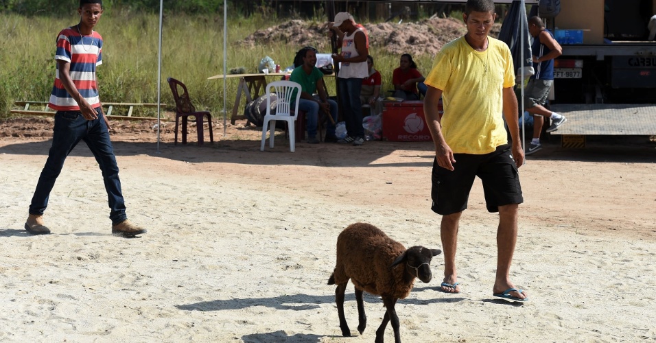 Bastidor de "Os Dez Mandamentos - Nova Temporada": o tratador Rodrigo Reis (de camisa listrada) traz de volta para o cercado uma ovelha fujona