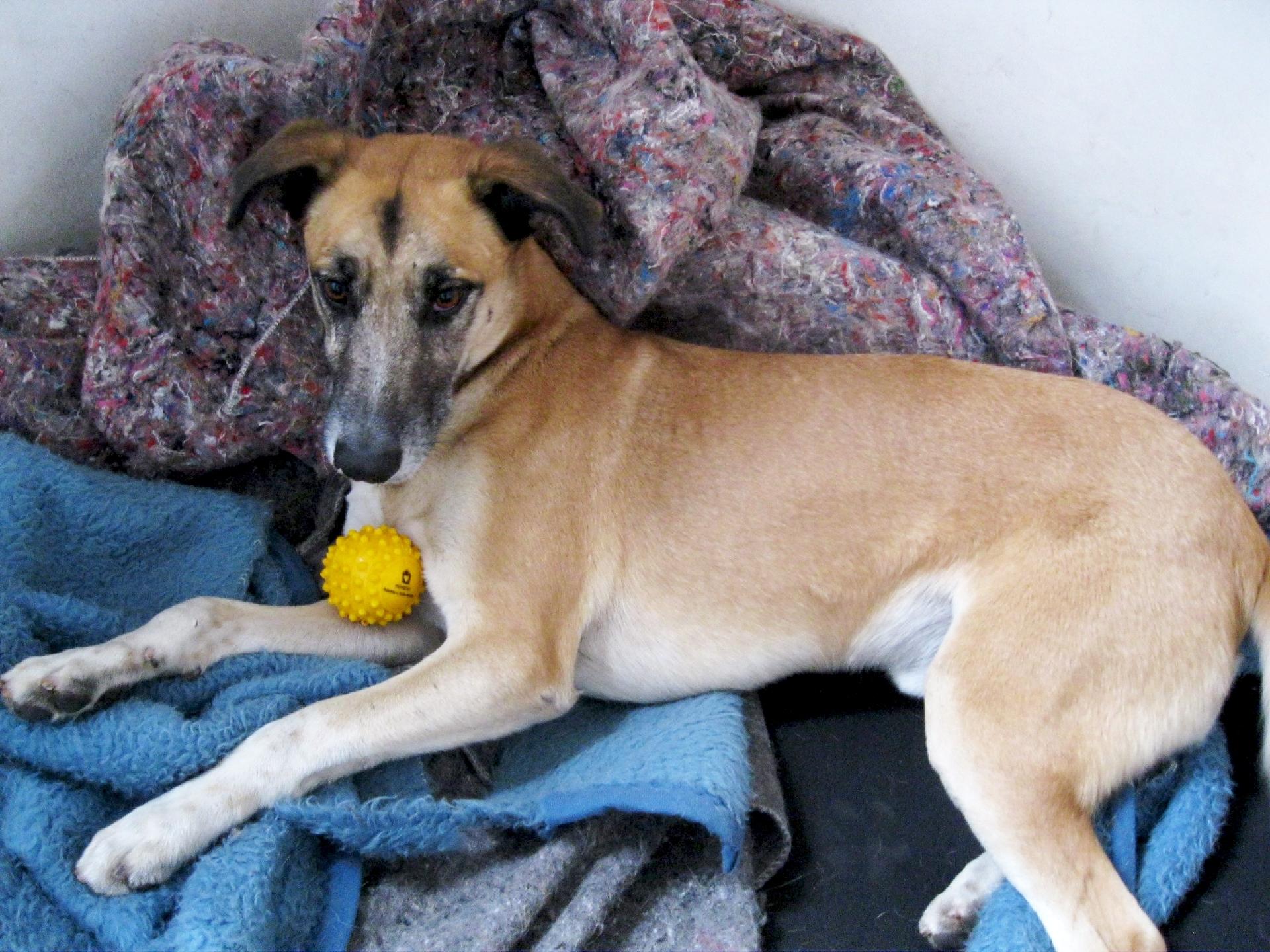 Fiel: foi resgatado de uma casa onde os animais estavam se mutilando e apanhavam de mangueira. O 'canino' quer uma caminha gostosa e alguém para esperar no fim do dia. Entre em contato: amparanimal.org.br - Divulgação