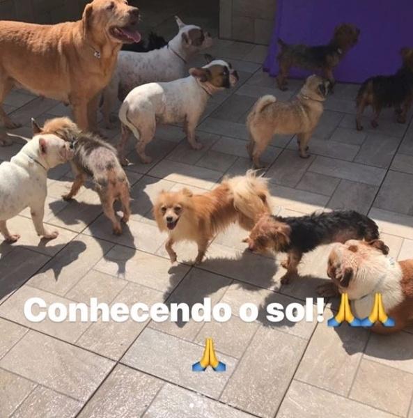 Luisa Mell divulga imagens dos cães resgatados em canil clandestino - Reprodução/luisamell