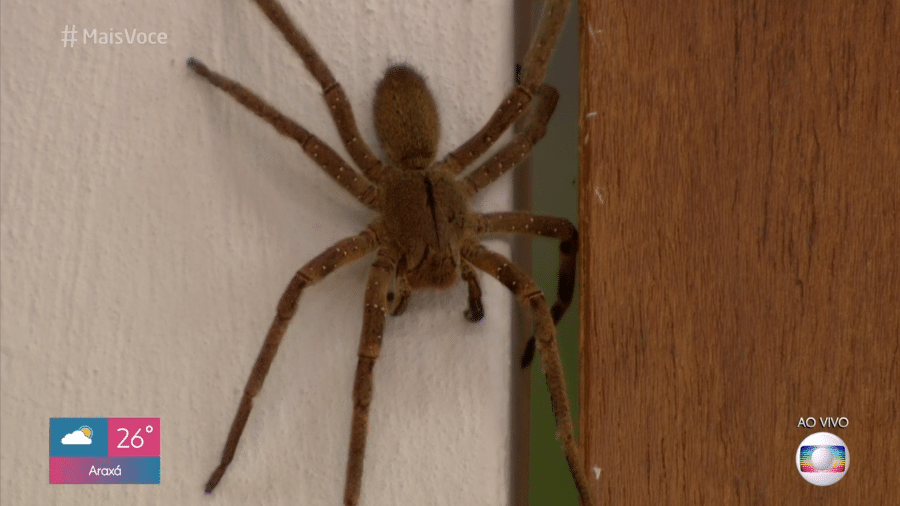 Aranha gigante assustou fãs do "Mais Você" - Reprodução/Globoplay