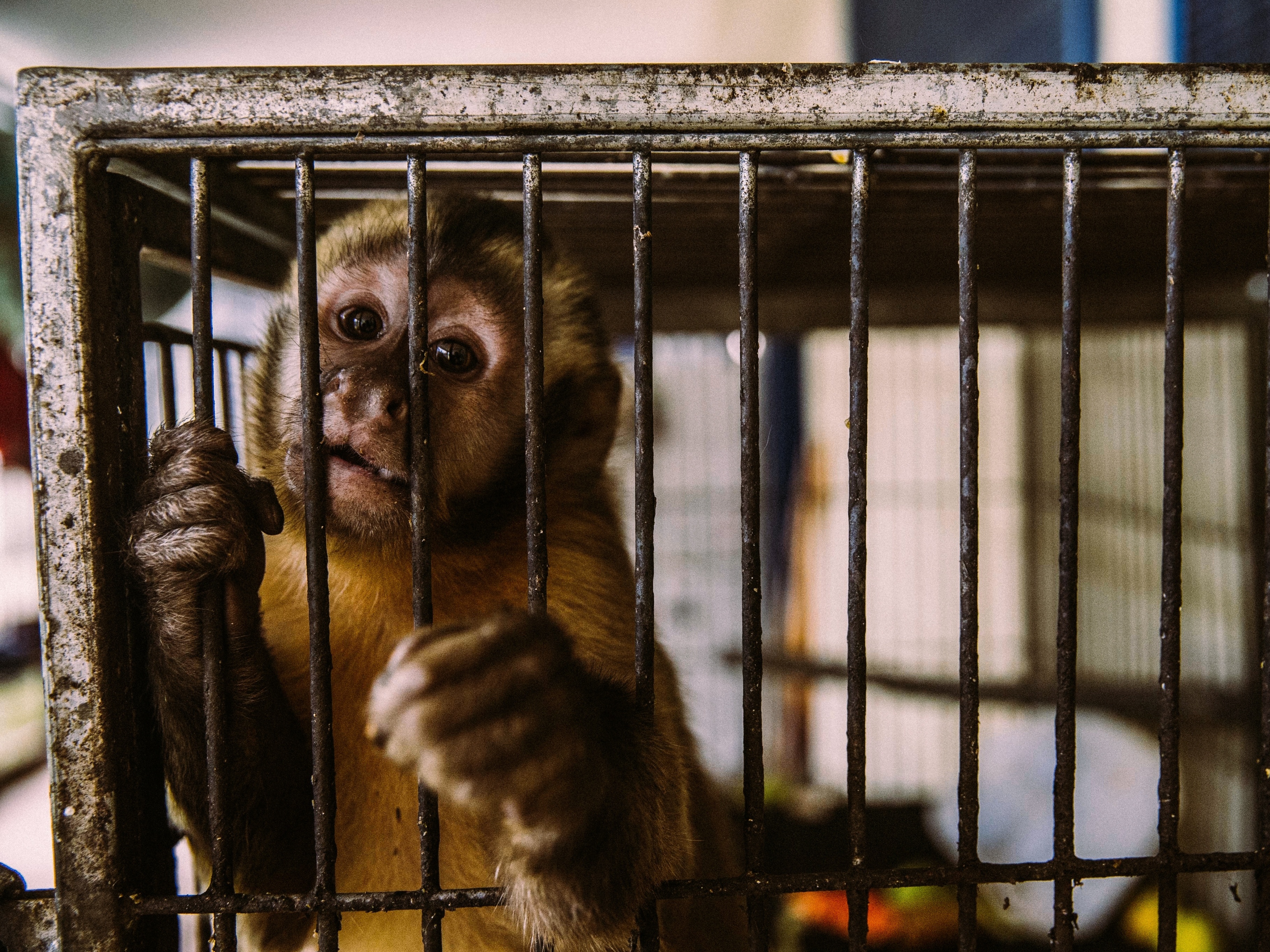 Vítimas do tráfico, saguis podem levar macacos à extinção