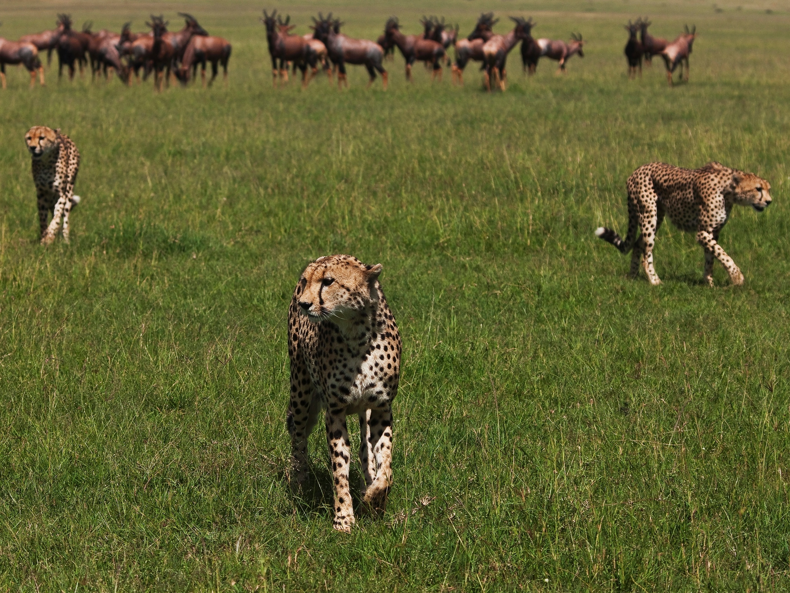 Planeta perdeu 68% dos animais selvagens em menos de 50 anos, aponta  relatório da WWF - 10/09/2020 - UOL Notícias