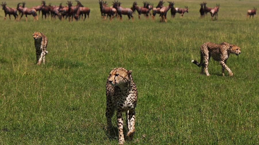 Animais selvagens do Olare Motorogi Conservancy, no Quênia: situação é mais crítica nas regiões da América do Sul e Central  - Great Plains Conservation