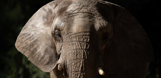 Elefante38 NÃO É ARGENTINO?? 