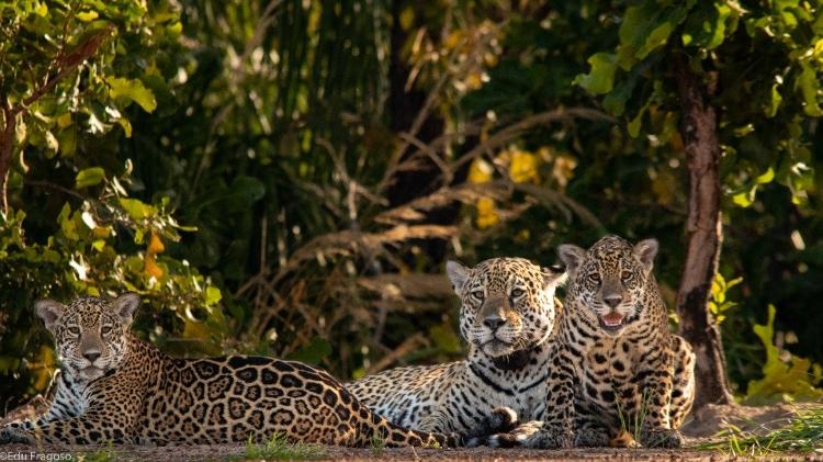 A fêmea Gatuna e seus dois filhotes, Hakuna e Matata - Edu Fragoso - Edu Fragoso