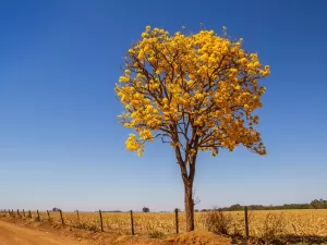 Quiz: você reconhece essas árvores brasileiras?