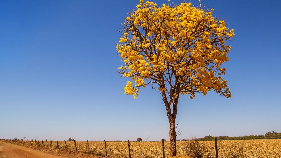 Ipê amarelo é uma árvore típica do Cerrado brasileiro - Getty Images/iStockphoto
