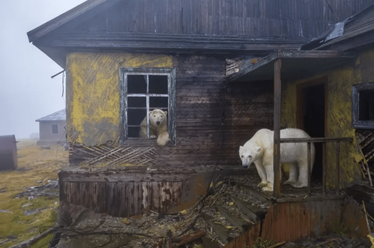 Ursos polares parecem habitar a casa em ruínas - Dmitry Kokh/WPY - Dmitry Kokh/WPY