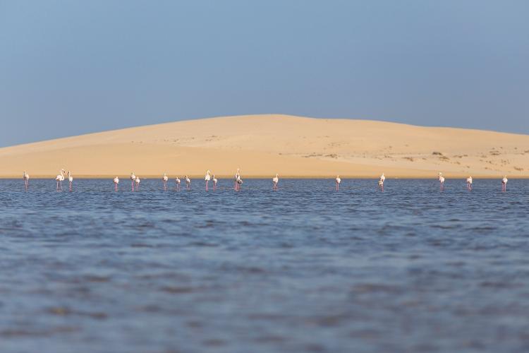 Flamingos estão entre os 'habitantes' do deserto de Khor Al-Adaid, no Qatar - Getty Images - Getty Images