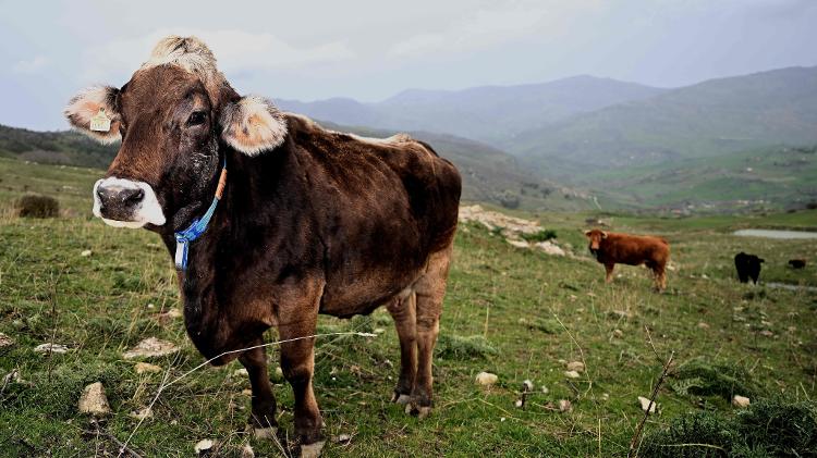 Seca na Sicília tornou-se um grande problema para os agricultores alimentarem seus animais