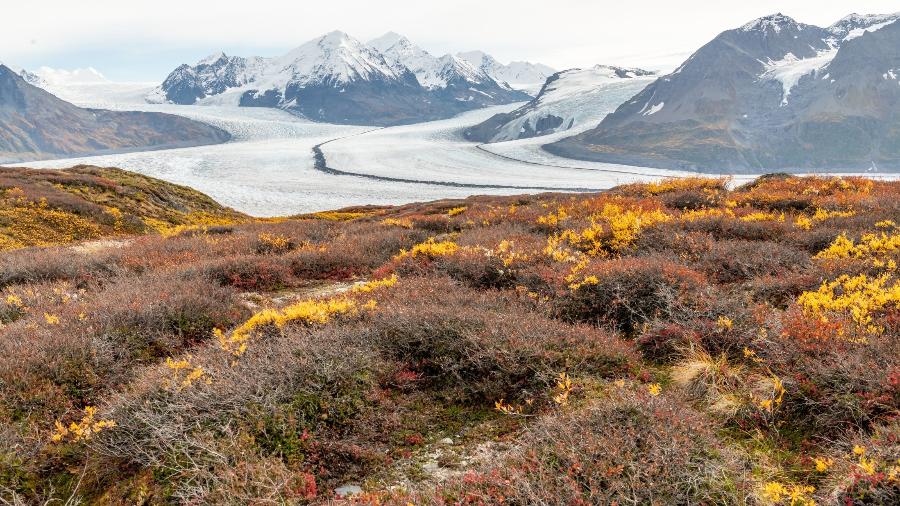 A tundra é um dos biomas encontrados no extremo norte do planeta e é composta por uma vegetação rasteira e pelo permafrost