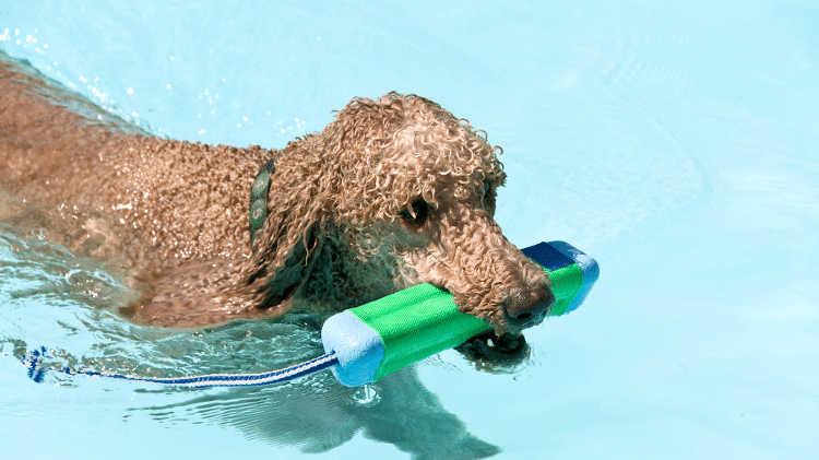 Standard Poodle Standard Poodle