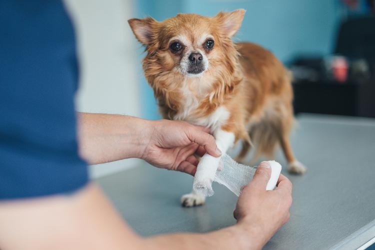 Cachorro com pata ferida - Getty Images - Getty Images