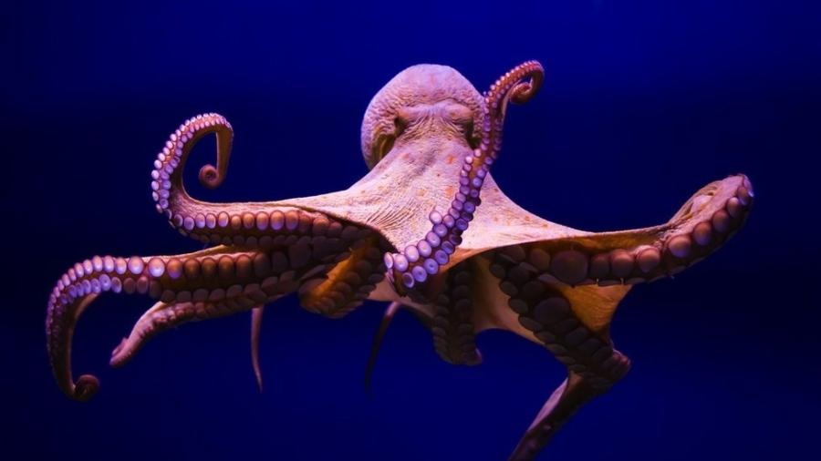 Polvo comum (Octopus vulgaris) - Getty Images