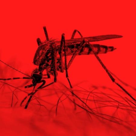 O vírus mayaro é transmitido por mosquitos e tem sintomas similares à chikungunya, zika e dengue - iStock/ nechaev-kon