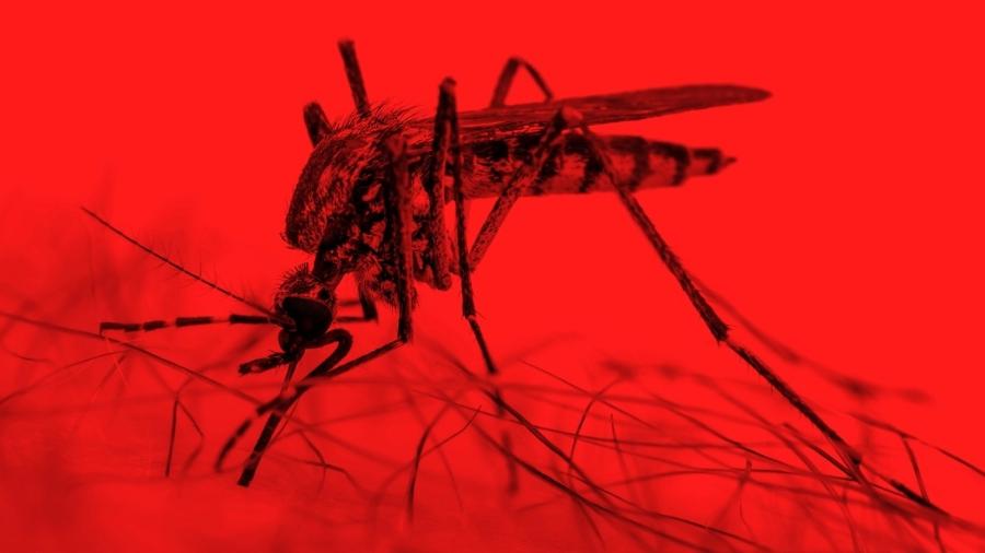 Vírus mayaro foi confirmado entre humanos em Roraima