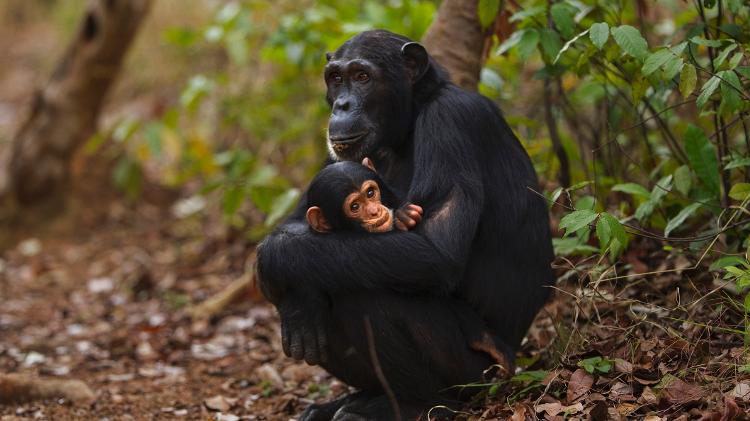 Chimpanzé fêmea e seu filhote - Getty Images - Getty Images