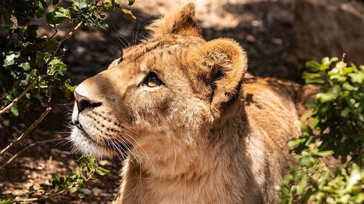 A leoa Dohal foi salva do comércio ilegal de animais silvestres junto com Layla, a leoa que não possui uma das orelhas