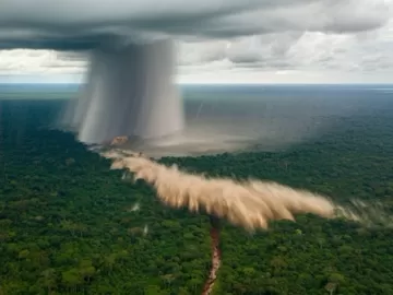 Ventos extremos derrubam árvores gigantes e raras na Amazônia