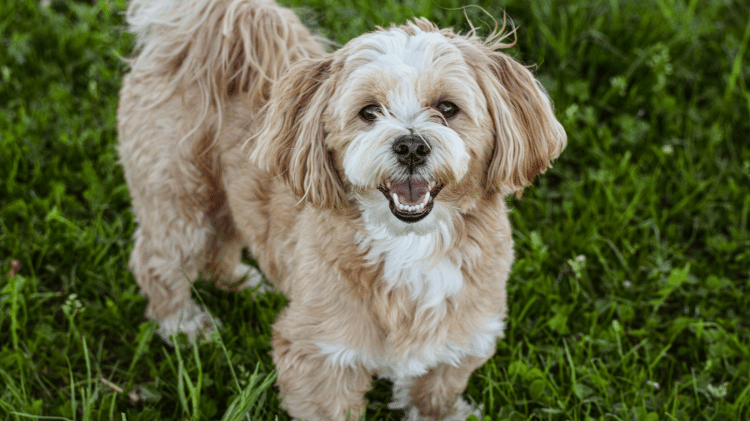 Lhasa Apso Lhasa Apso