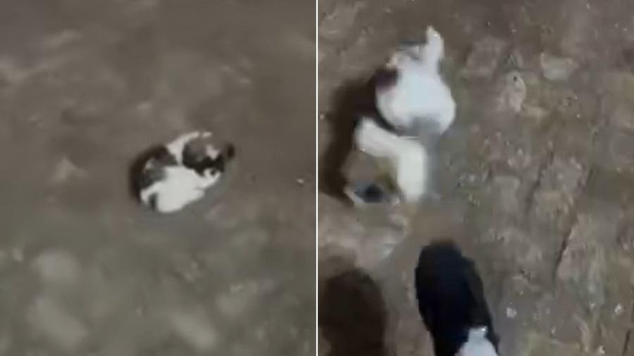 Influencer é presa em MS após chutar filhote de shih-tzu - undefined