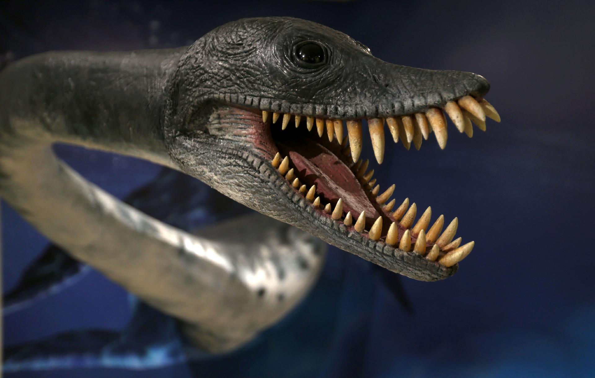 Museu Nacional apresenta exposição sobre Antártida, a primeira após incêndio - Wilton Junior/Estadão Conteúdo