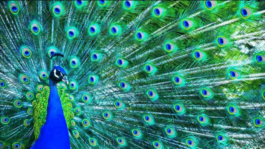 A cauda do pavão-real é frequentemente citada como exemplo de estímulo supranormal que pode ser encontrado na natureza - Getty Images via BBC News Brasil