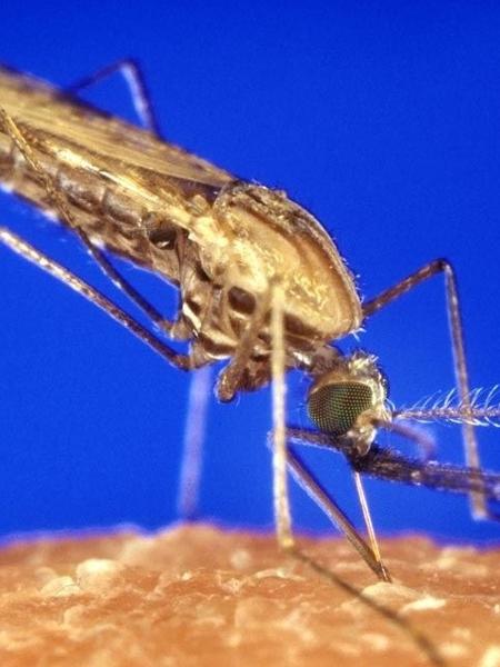 Anopheles, mosquito que transmite malária - James Gathany, USCDCP / Pixnio