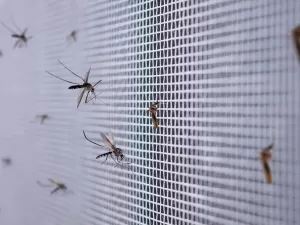 Pesquisa aponta que chikungunya é mais perigosa e fatal do que se imaginava