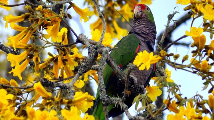 Papagaio-de-peito-roxo reintroduzido no Parque Nacional das Araucárias, no oeste de Santa Catarina Papagaio-de-peito-roxo reintroduzido no Parque Nacional das Araucárias, no oeste de Santa Catarina
