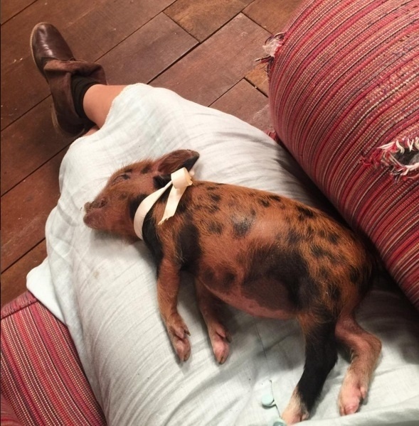 Hora do cochilo... Só para poucos! Segundo Camila Queiroz, a porquinha dorme em 80% das cenas. "Mãezinha, me deixa dormirrr. Lili não quer saber de trabalhar não...", escreveu a atriz - Reprodução/Instagram/camilaqueiroz