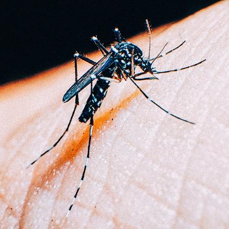Doença pode ser transmitida pelo mosquito  Aedes aegypti - iStock