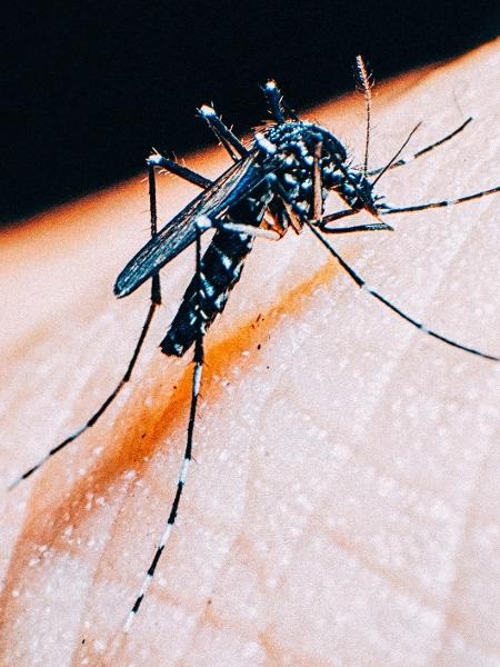 Febre amarela e dengue são as doenças transmitidas por mosquitos que mais preocupam - iStock