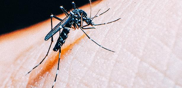 Epidemia De Dengue Mais Grave Poe Em Alerta Regioes Do Estado De Sp aedes 1514999527025 v2 615x300 - Epidemia De Dengue Mais Grave Poe Em Alerta Regioes Do Estado De Sp