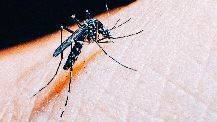 Análises confirmaram circulação do vírus de sorotipo 2 da dengue em 19 cidades das regiões norte e noroeste de São Paulo - iStock
