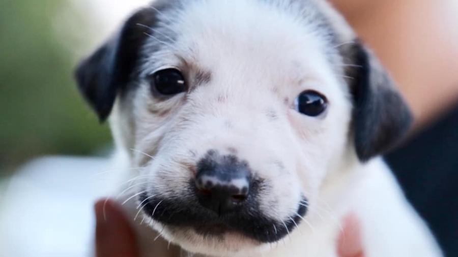 Cachorrinho sósia de Salvador Dali é usado para campanha de adoção - Hearts and Bones Rescue/Facebook