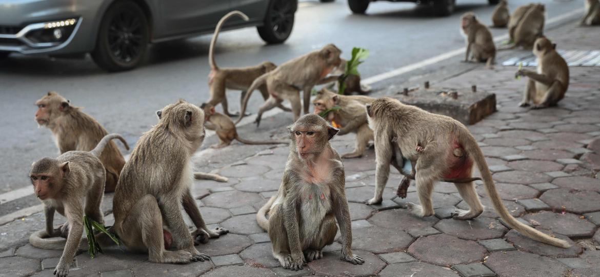 Macacos se aglomeram perto do templo Prang Sam Yod durante o Monkey Buffet Festival, em Lopburi (novembro de 2020) - Jack TAYLOR / AFP