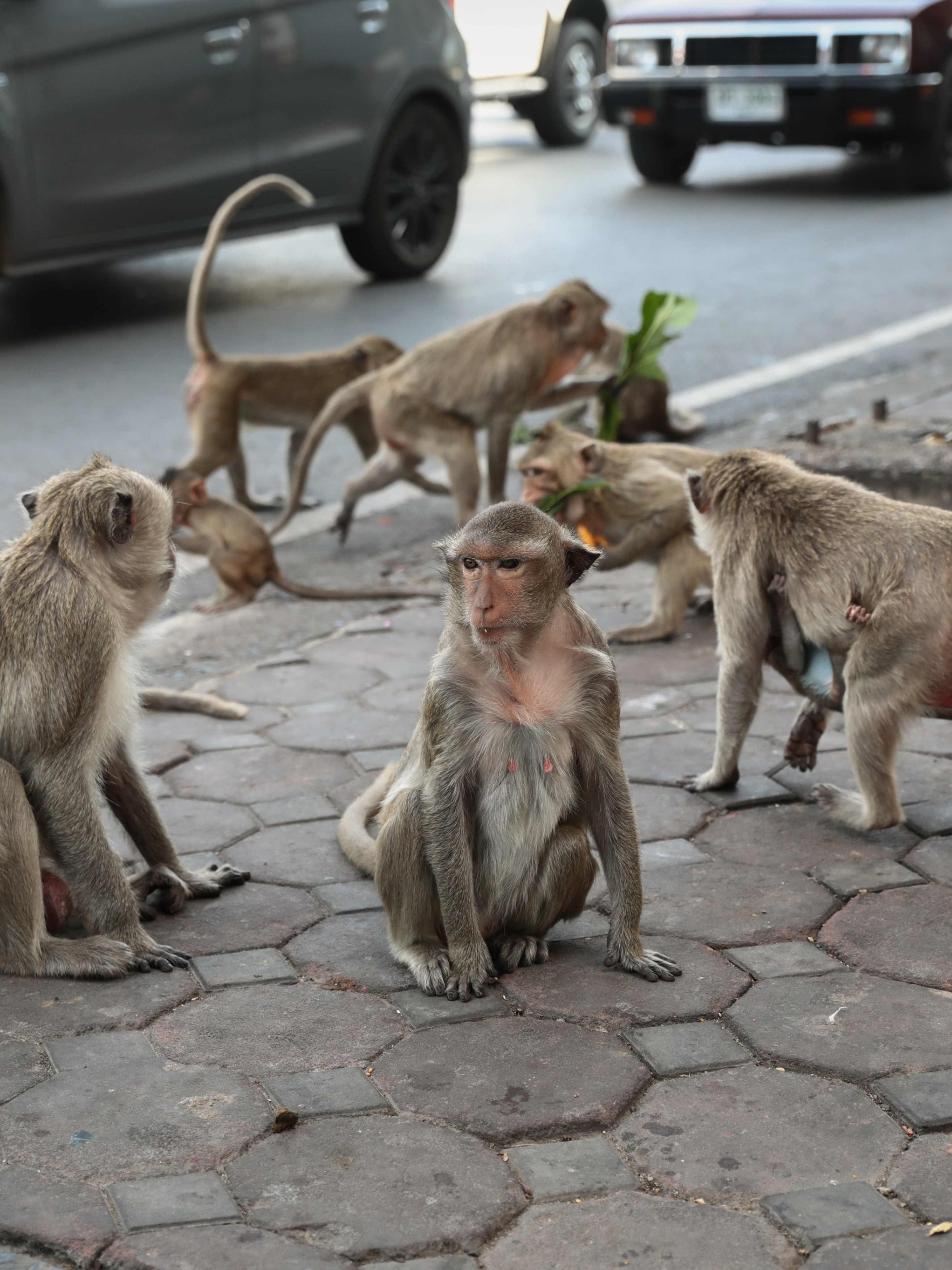 macacos fofos vivem nos templos da tailândia. 15935604 Foto de