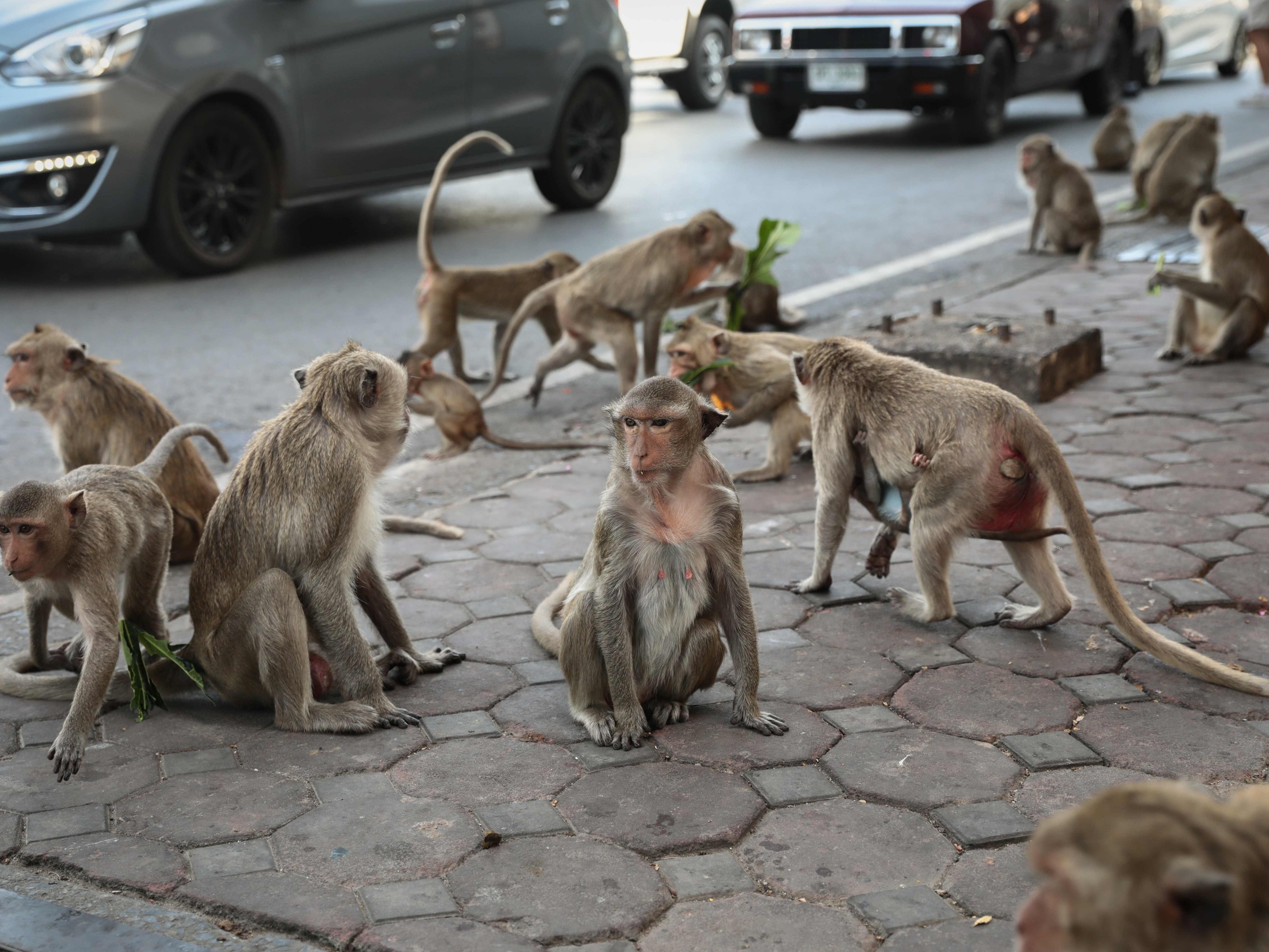 Macacos que comem, templo em tailândia.