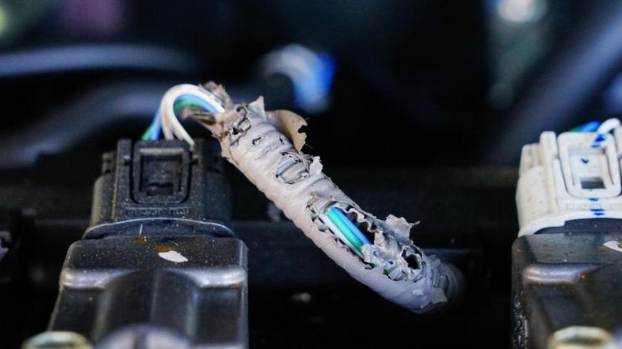 Ratos depredam cabos em carro - Getty Images