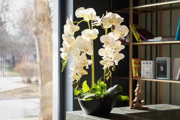 Orquídeas necessitam de boa iluminação e adubação caprichada - Getty Images/iStockphoto - Getty Images/iStockphoto