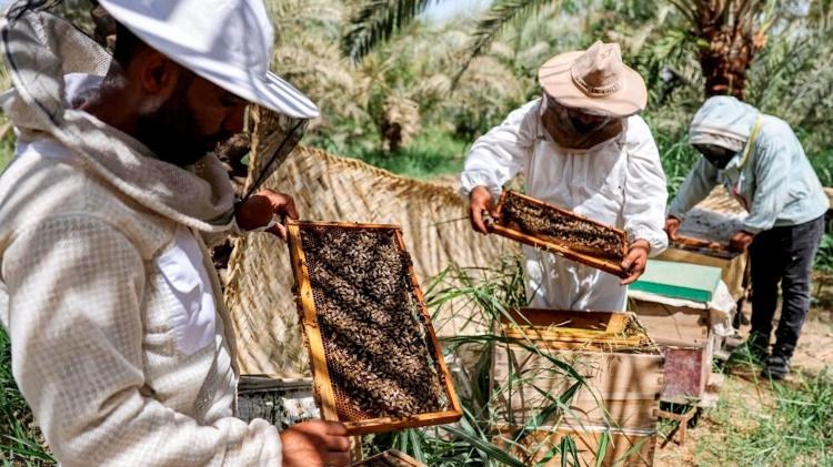 Uma prolongada seca no Iraque e o aumento das temperaturas estão afetando a vida útil das abelhas e prejudicando a produção de mel - Ahmad AL-RUBAYE - Ahmad AL-RUBAYE