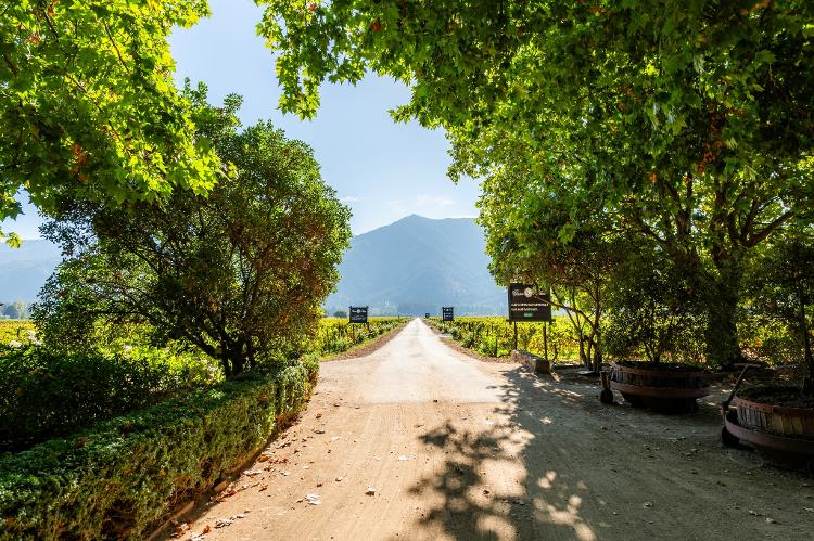 A linda paisagem da Casa Silva, uma das vinícolas mais tradicionais